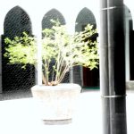 1200px-Tree_Inside_the_Masjid