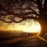 thumbs_Dark_Tree_Wallpaper